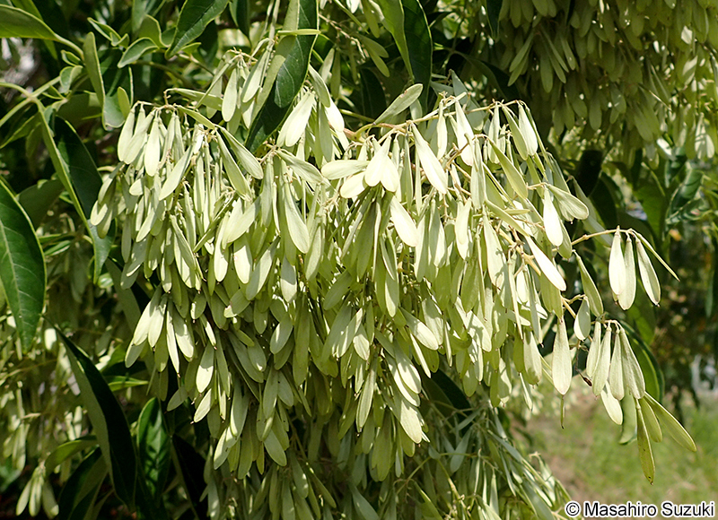 シマトネリコ Fraxinus griffithii