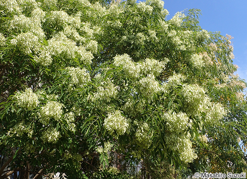 シマトネリコ Fraxinus griffithii