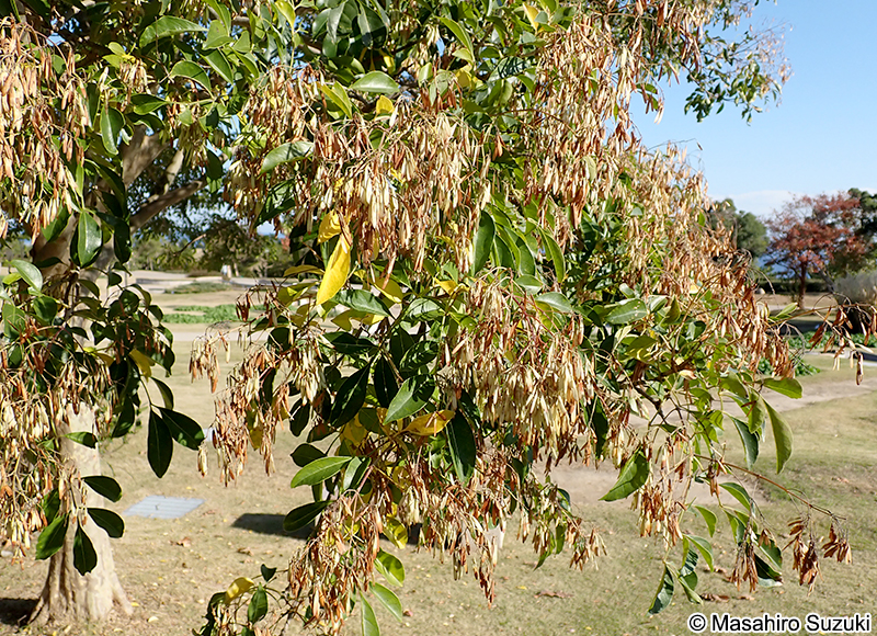 シマトネリコ Fraxinus griffithii