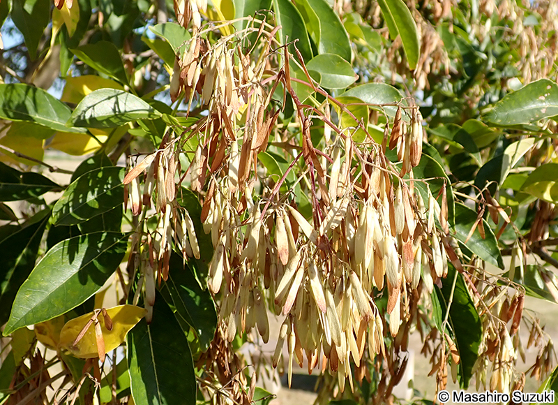 シマトネリコ Fraxinus griffithii