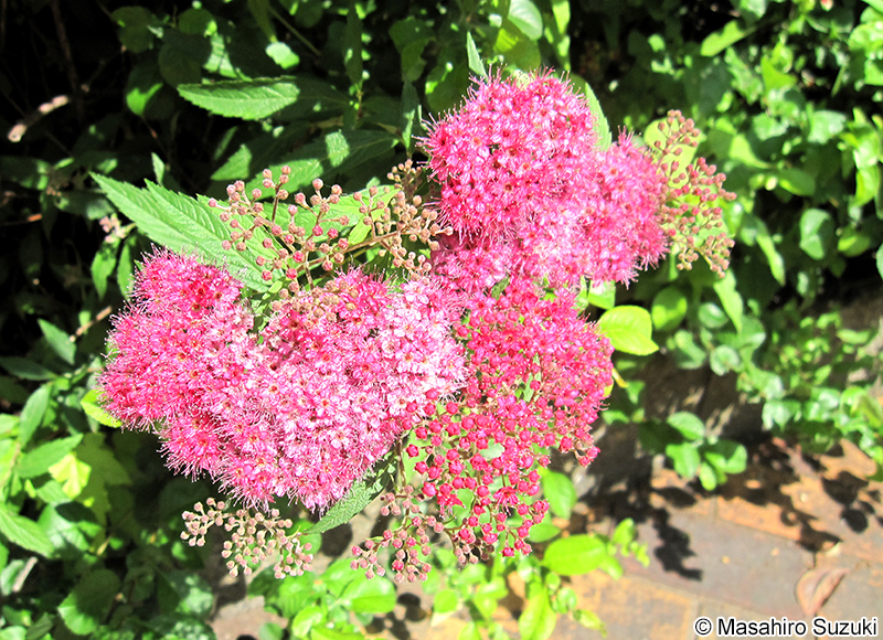 シモツケ Spiraea japonica