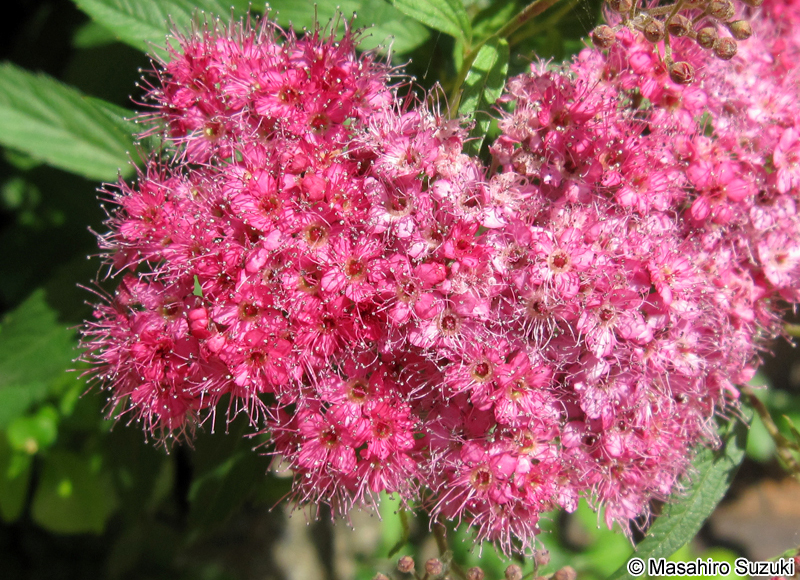 シモツケ Spiraea japonica