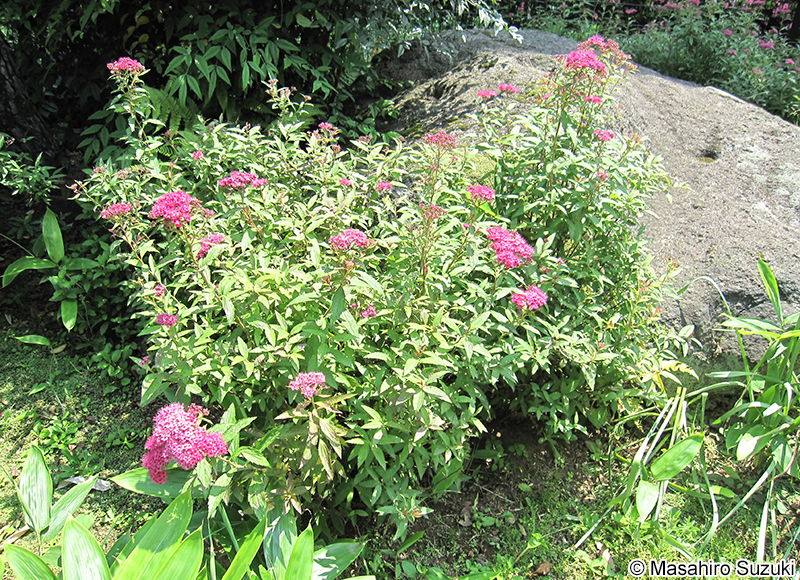 シモツケ Spiraea japonica