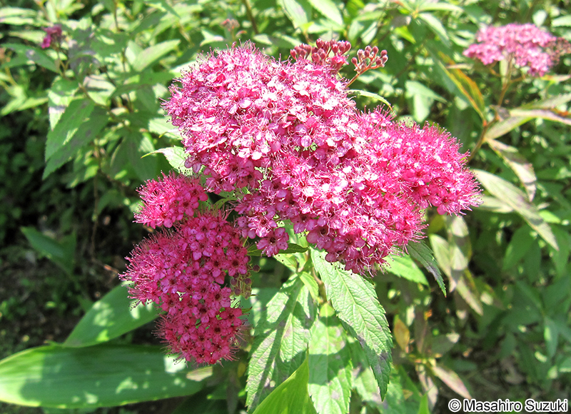 シモツケ Spiraea japonica