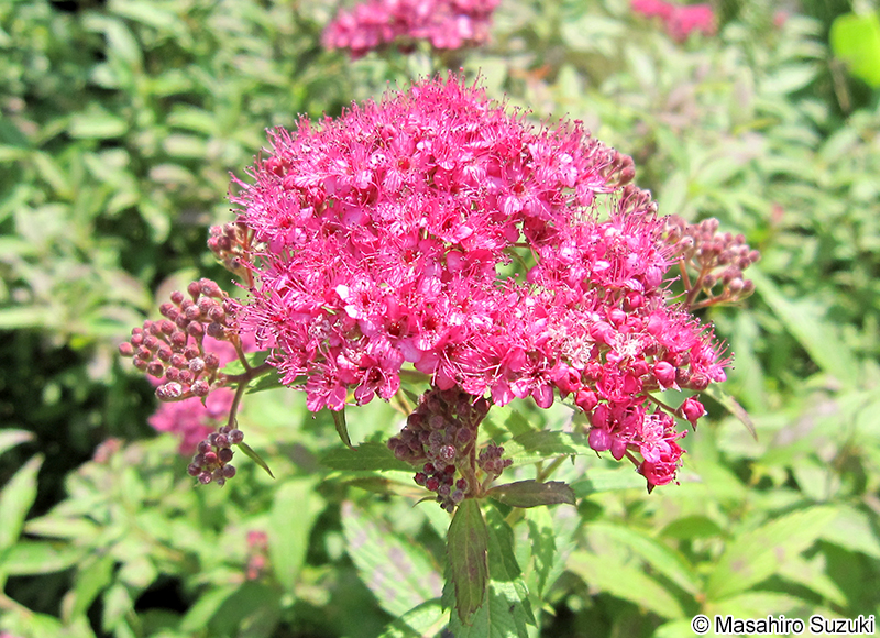 シモツケ Spiraea japonica