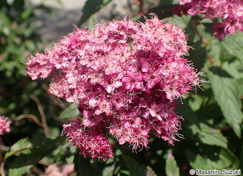 シモツケ Spiraea japonica