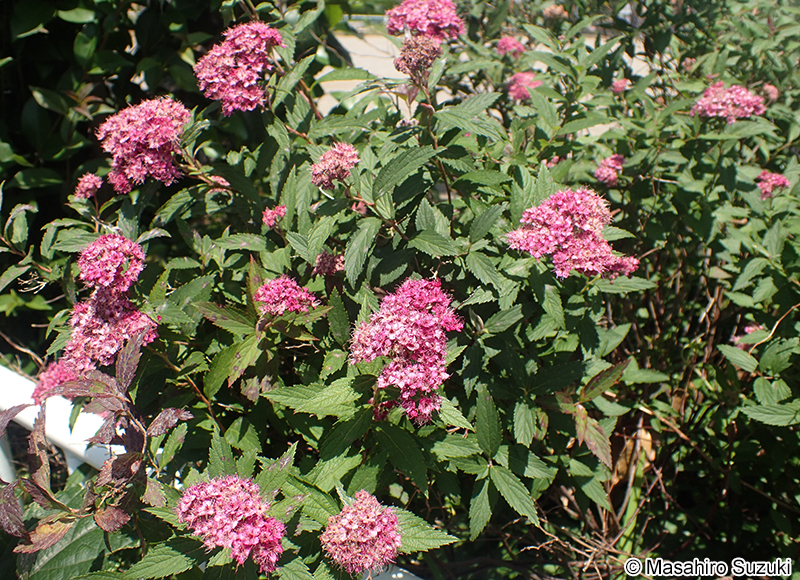 シモツケ Spiraea japonica