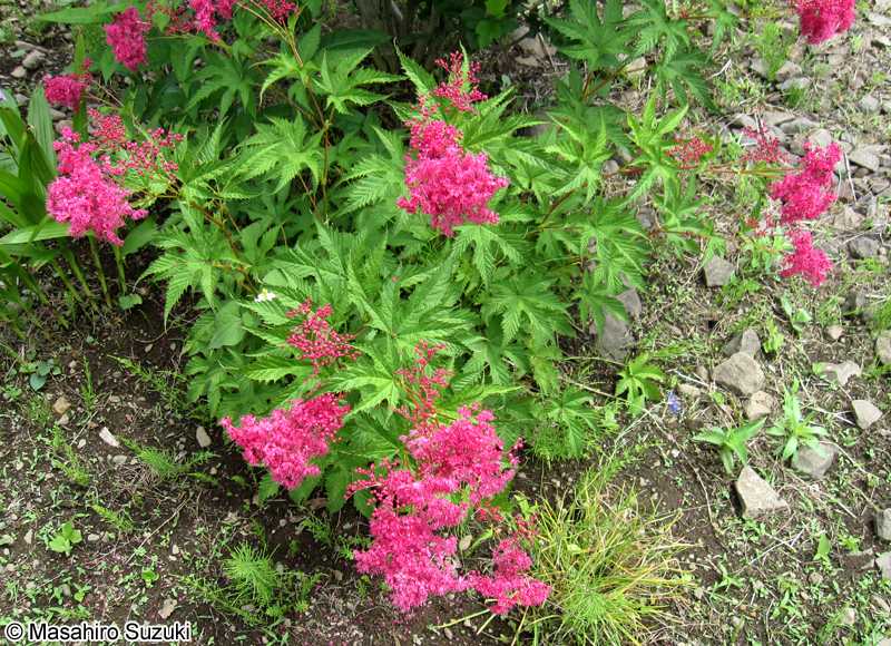 シモツケソウ Filipendula multijuga