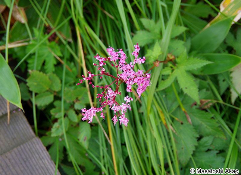 シモツケソウ Filipendula multijuga