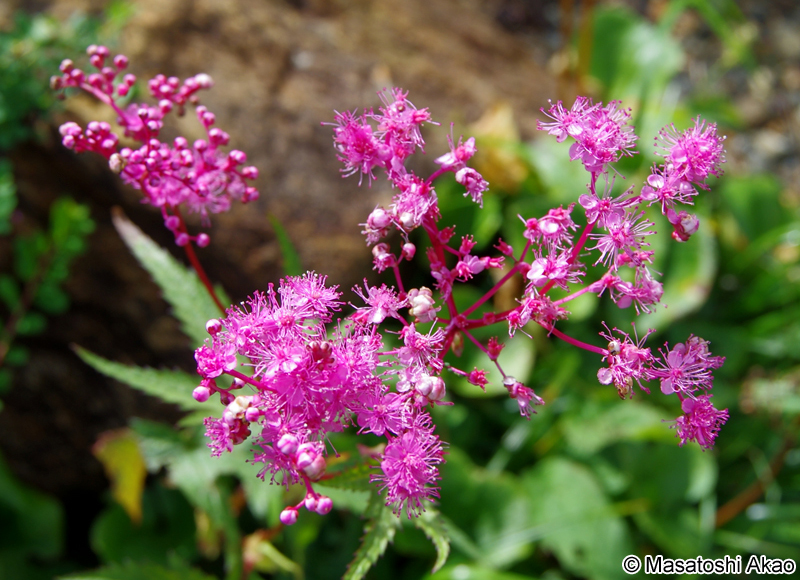 シモツケソウ Filipendula multijuga