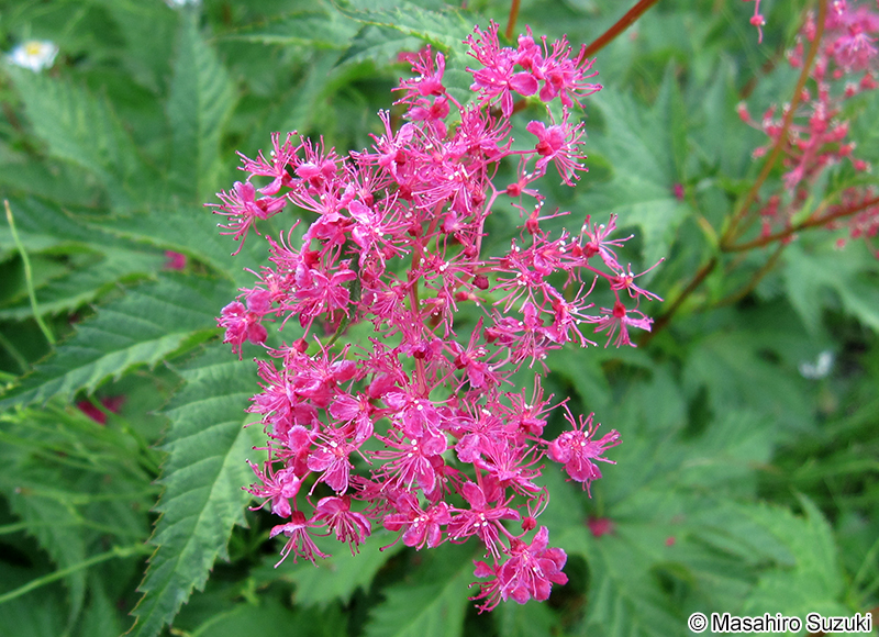 シモツケソウ Filipendula multijuga