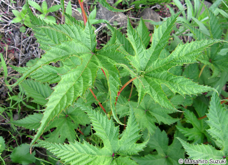 シモツケソウ Filipendula multijuga