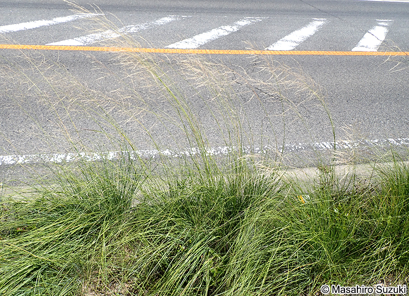 シナダレスズメガヤ Eragrostis curvula