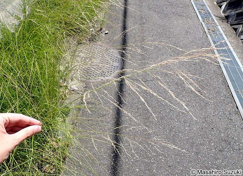 シナダレスズメガヤ Eragrostis curvula