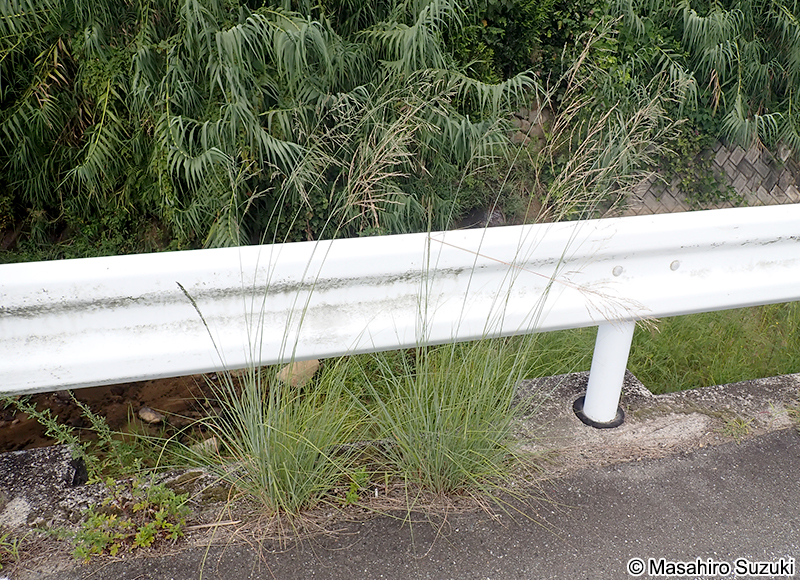 シナダレスズメガヤ Eragrostis curvula