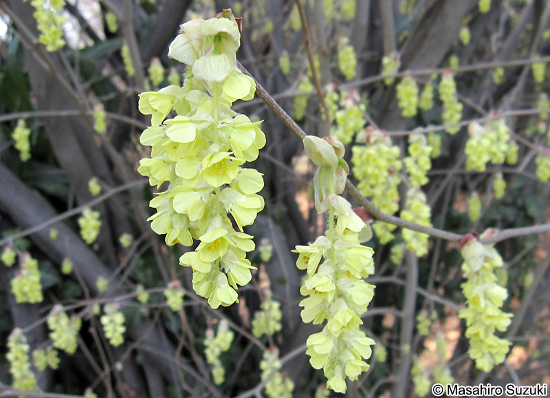 シナミズキ Corylopsis sinensis