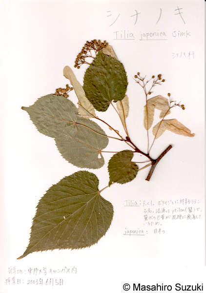 シナノキの押し葉