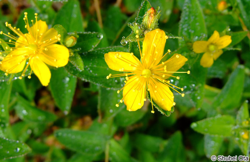 シナノオトギリ Hypericum senanenses