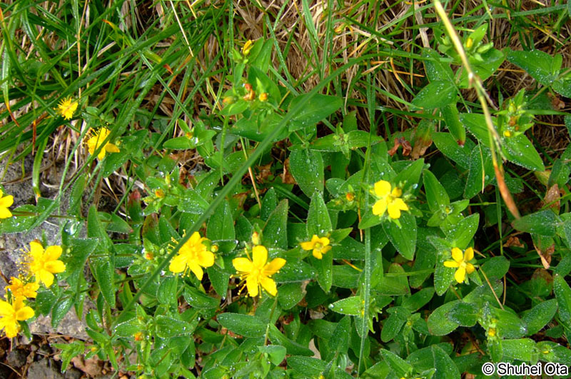 シナノオトギリ Hypericum senanenses