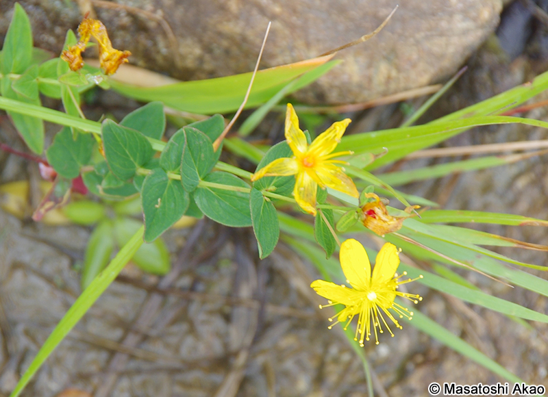 シナノオトギリ Hypericum senanenses