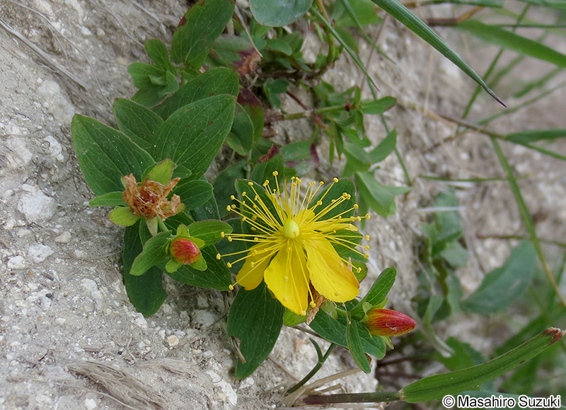 シナノオトギリ Hypericum senanenses