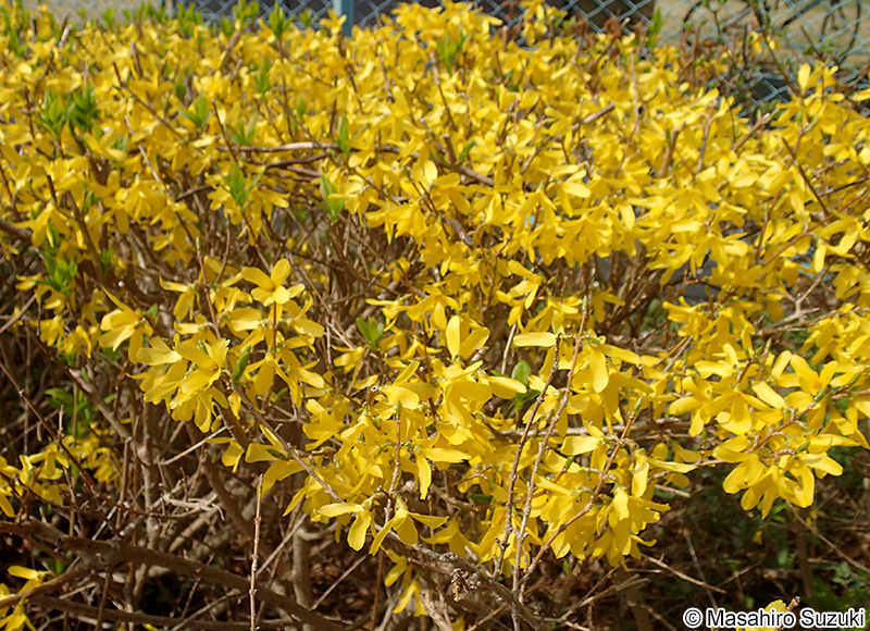 シナレンギョウ Forsythia viridissima