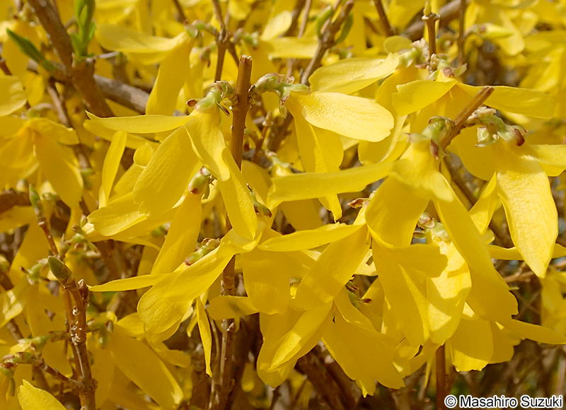 シナレンギョウ Forsythia viridissima