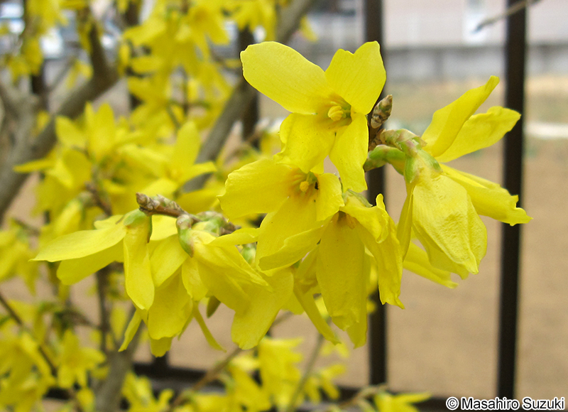 シナレンギョウ Forsythia viridissima