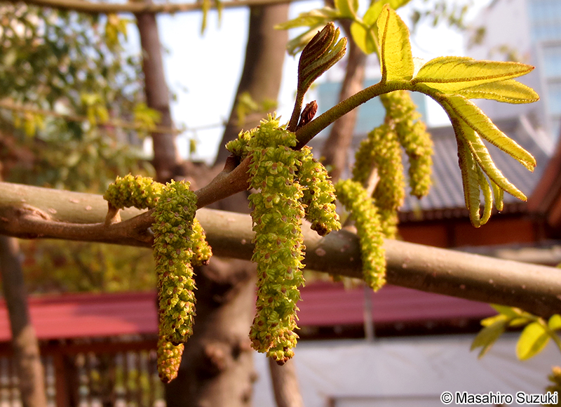シナサワグルミ Pterocarya stenoptera