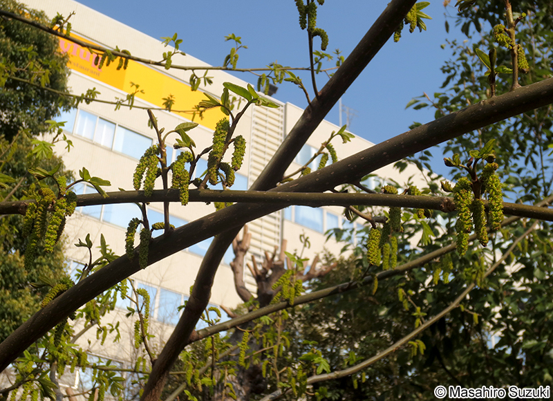 シナサワグルミ Pterocarya stenoptera