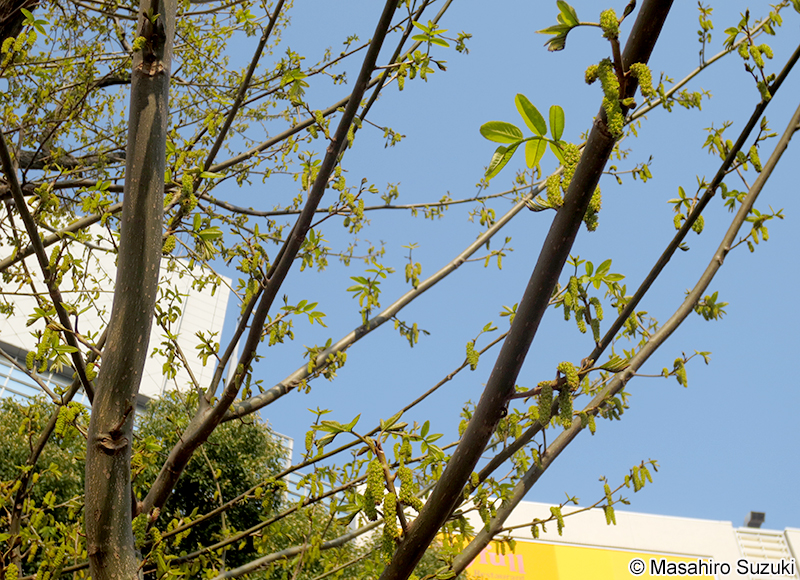 シナサワグルミ Pterocarya stenoptera