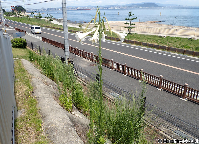 シンテッポウユリ Lilium x formolongo