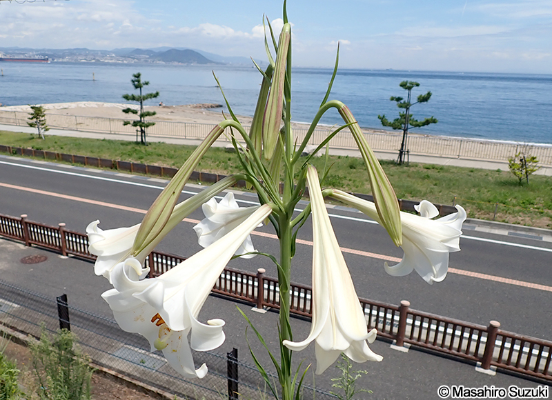 シンテッポウユリ Lilium x formolongo