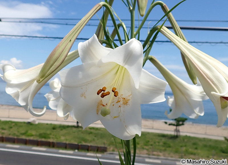 シンテッポウユリ Lilium x formolongo