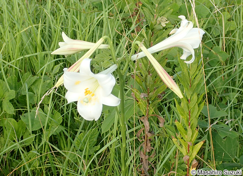 シンテッポウユリ Lilium x formolongo