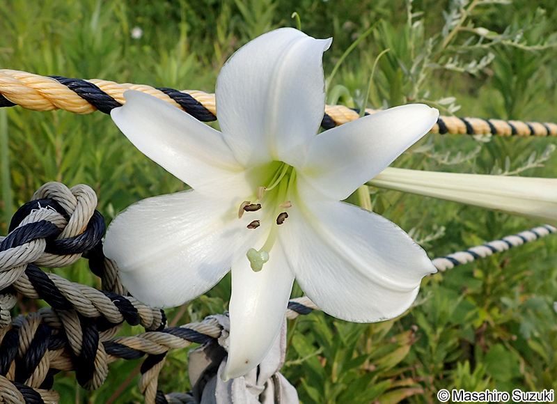 シンテッポウユリ Lilium x formolongo