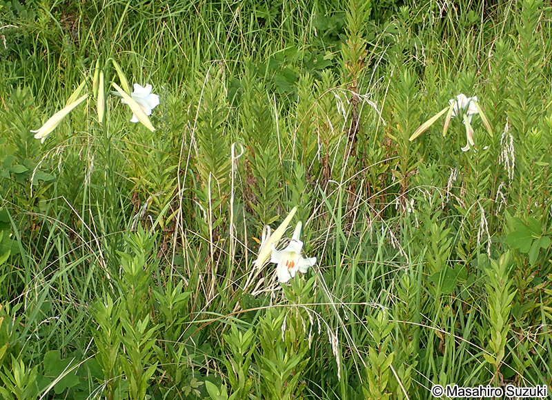 シンテッポウユリ Lilium x formolongo