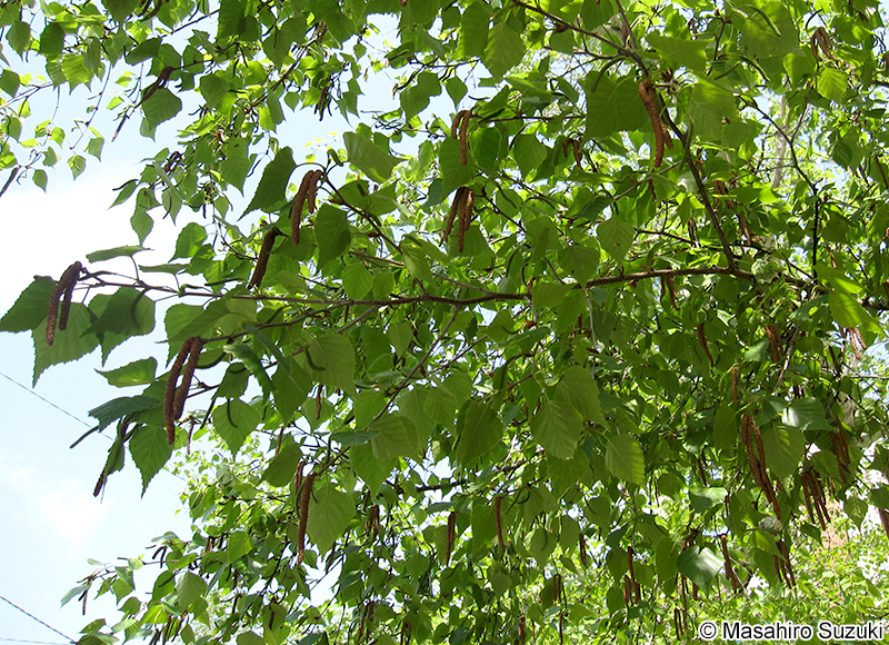 シラカンバ Betula platyphylla