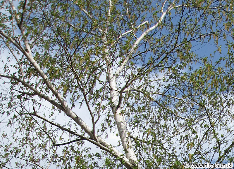 シラカンバ Betula platyphylla