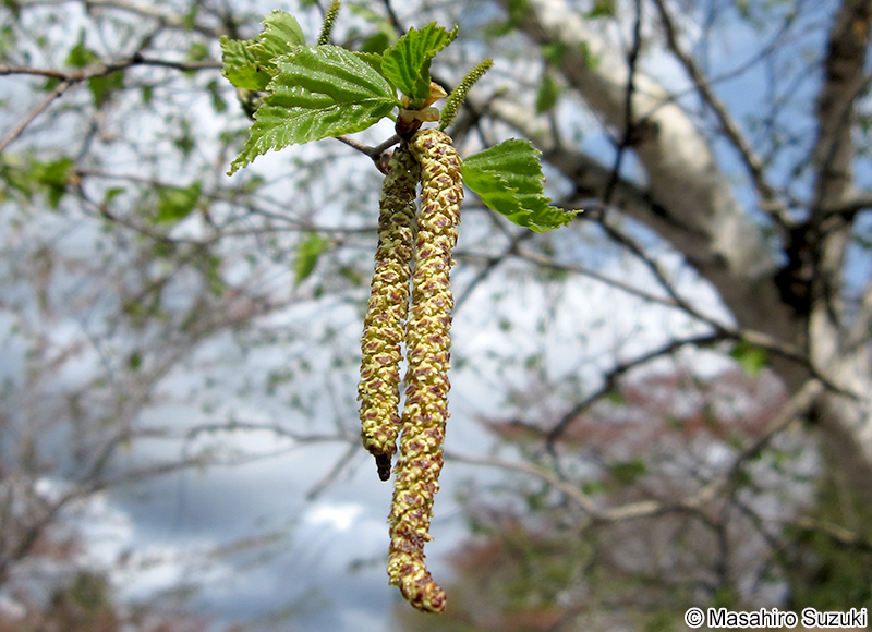 シラカンバ Betula platyphylla