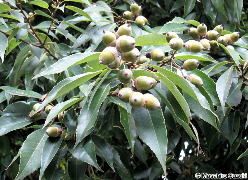 シラカシ Quercus myrsinifolia