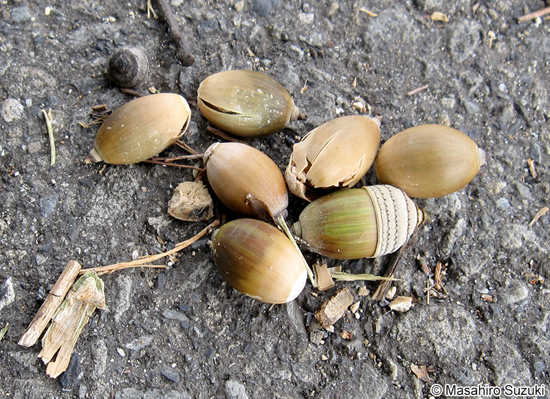 シラカシの果実
