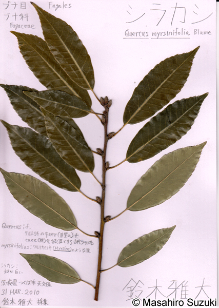 シラカシの押し葉