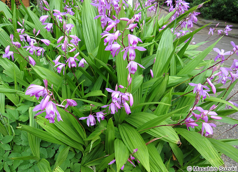 シラン Bletilla striata