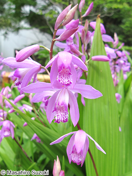 シラン Bletilla striata
