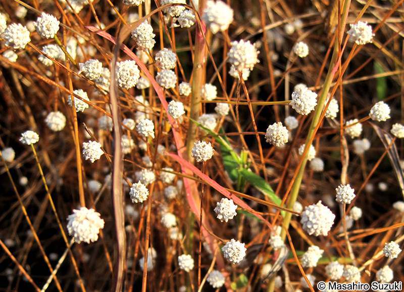 シラタマホシクサ Eriocaulon nudicuspe