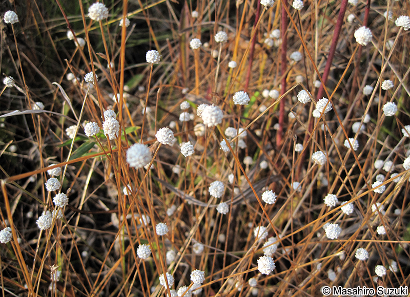 シラタマホシクサ Eriocaulon nudicuspe