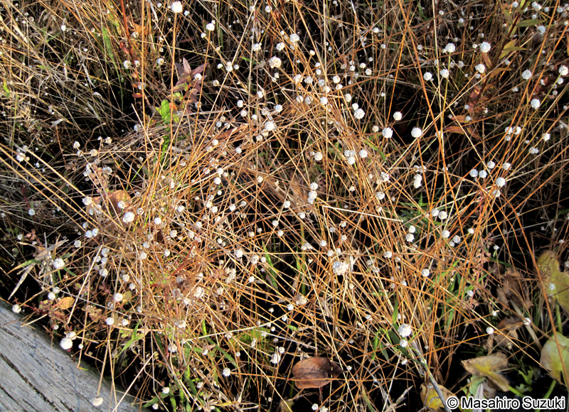 シラタマホシクサ Eriocaulon nudicuspe