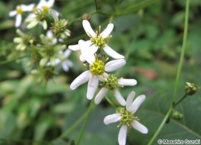 シラヤマギク Aster scaber