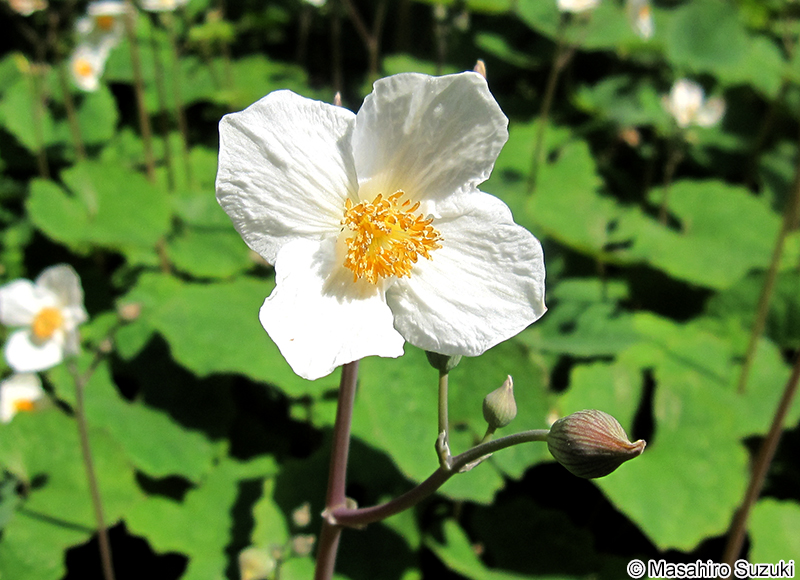 シラユキゲシ Eomecon chionantha